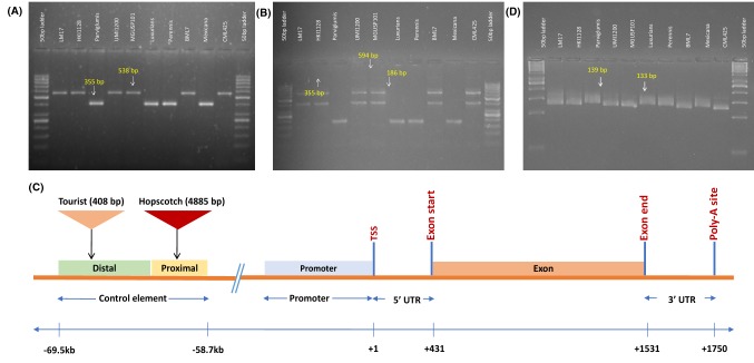 Fig. 1