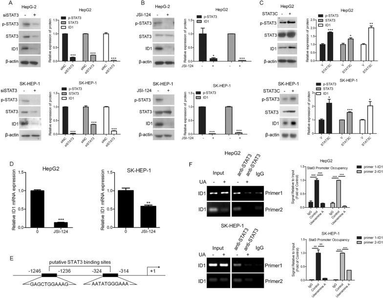 Interfering with the AKT/mTOR/STAT3/ID1 signaling axis with usenamine A ...