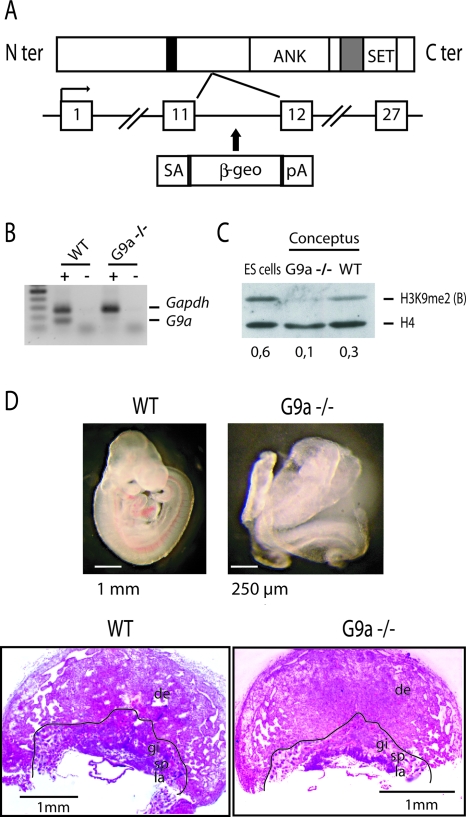 FIG. 1.