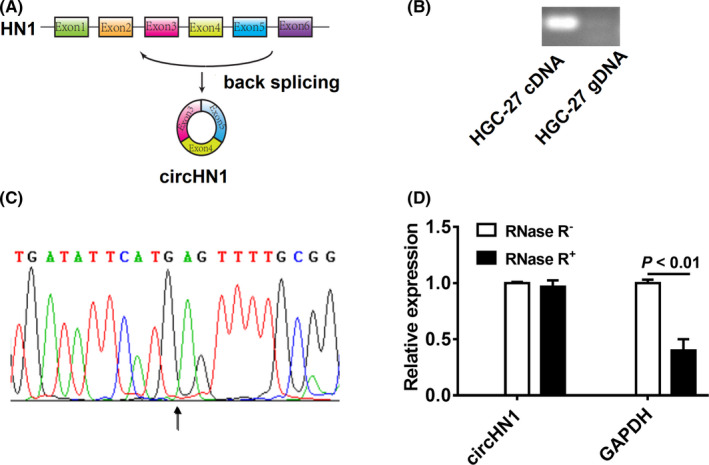 FIGURE 2