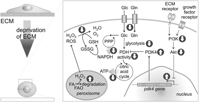 FIG. 2.