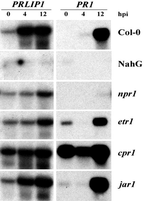 Figure 7.