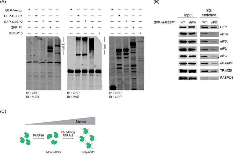 Figure 4 |