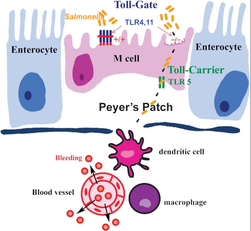 FIGURE 6.