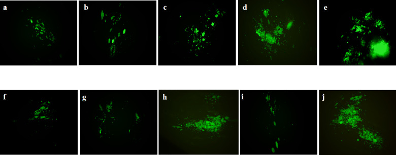 Figure 3