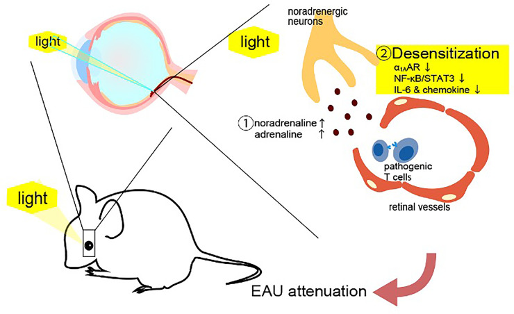 Figure 5