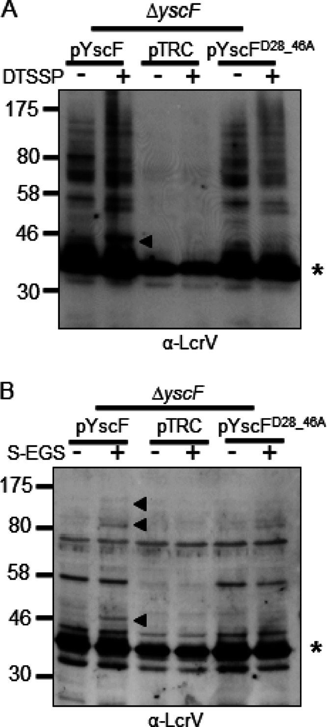 Fig 5