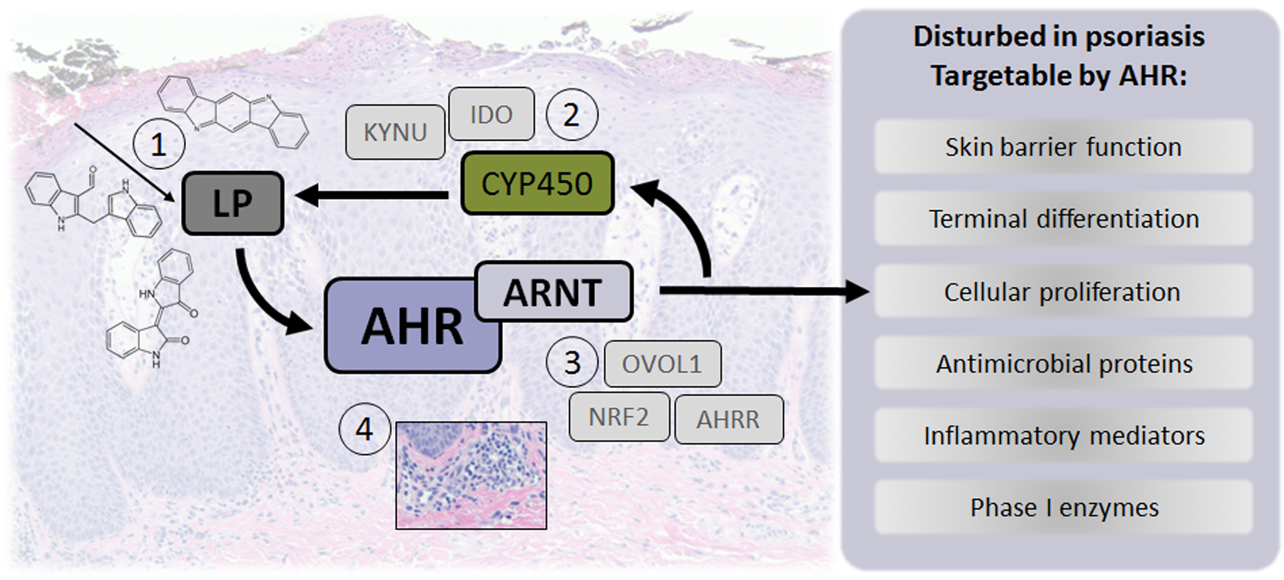 Figure 1.