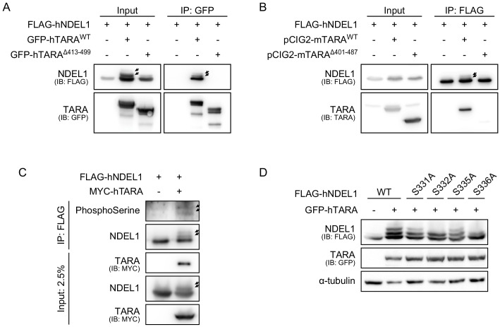 Figure 4—figure supplement 1.