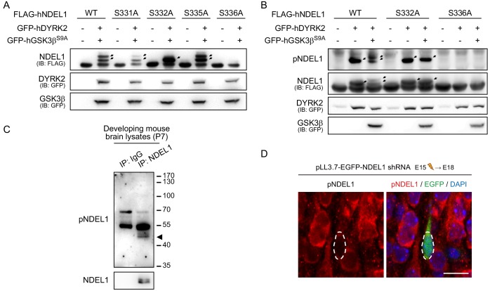 Figure 1—figure supplement 2.