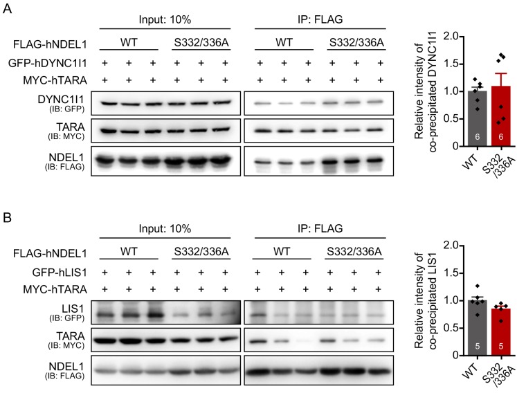 Figure 6—figure supplement 2.