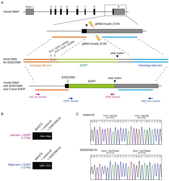 Figure 2—figure supplement 2.