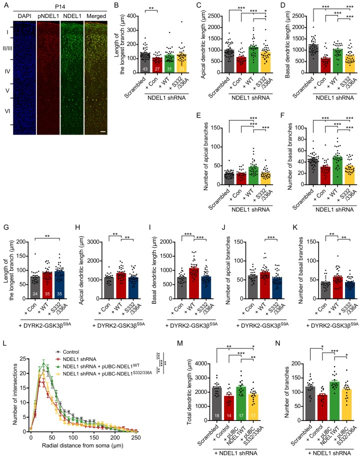 Figure 3—figure supplement 1.