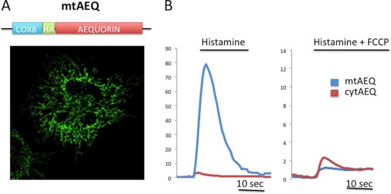 FIGURE 1.