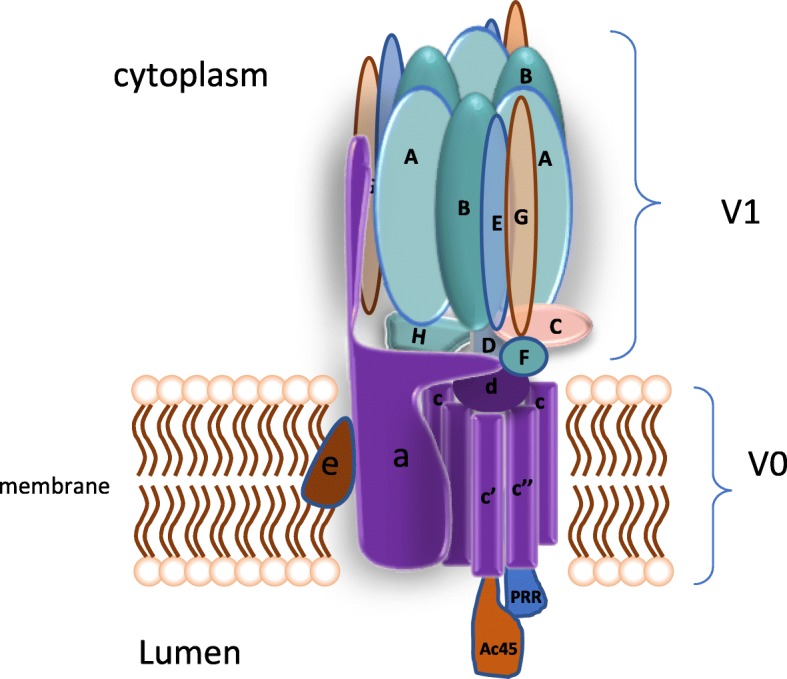 Fig. 1