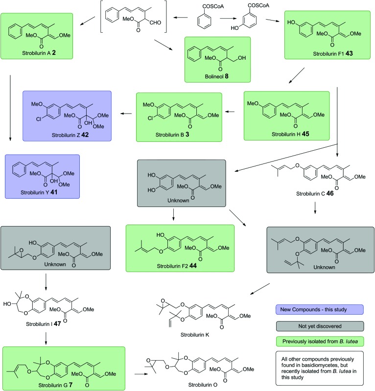 Scheme 6