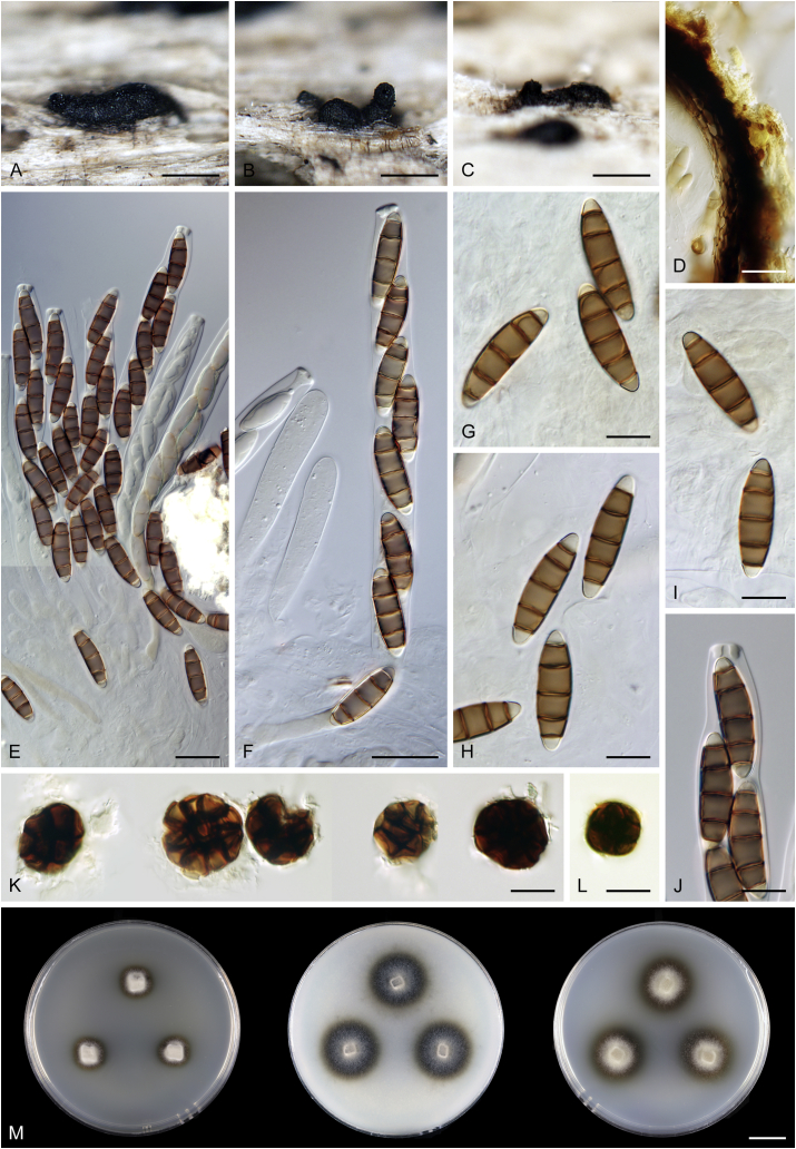 Fig. 13