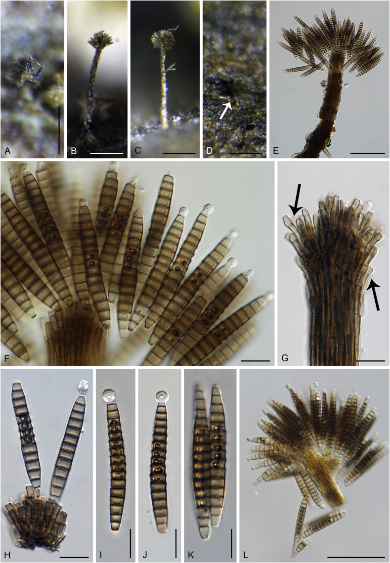 Fig. 15