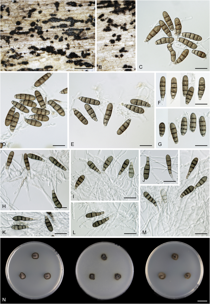 Fig. 12
