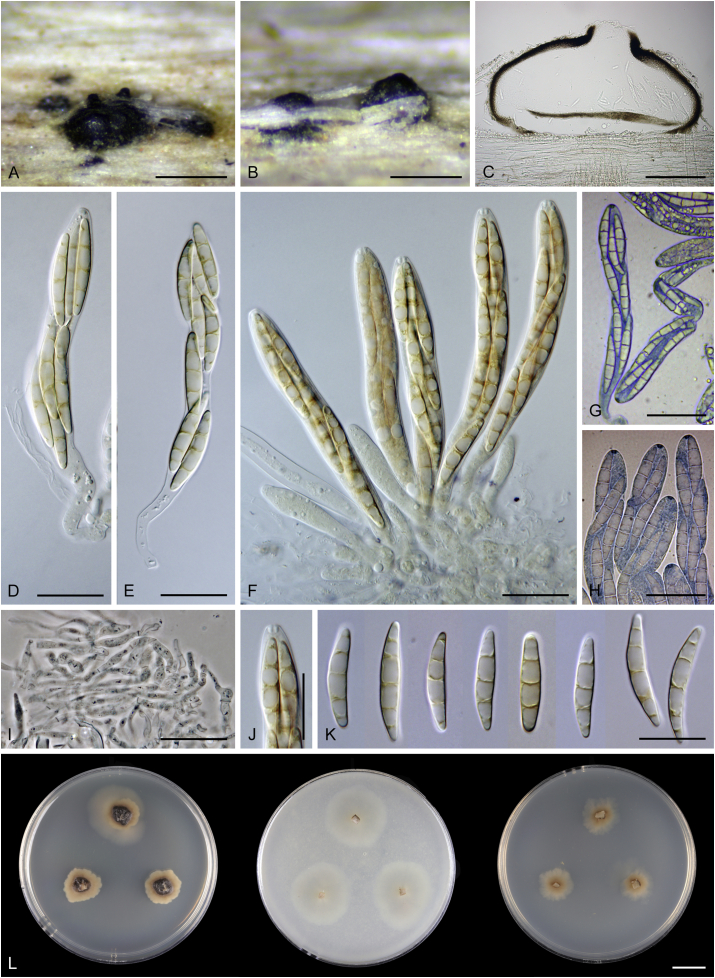 Fig. 20