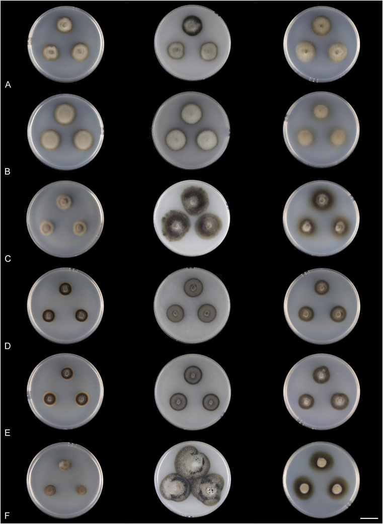 Fig. 7