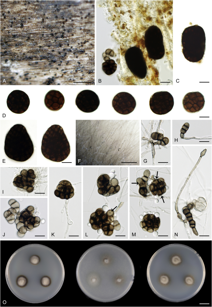 Fig. 14