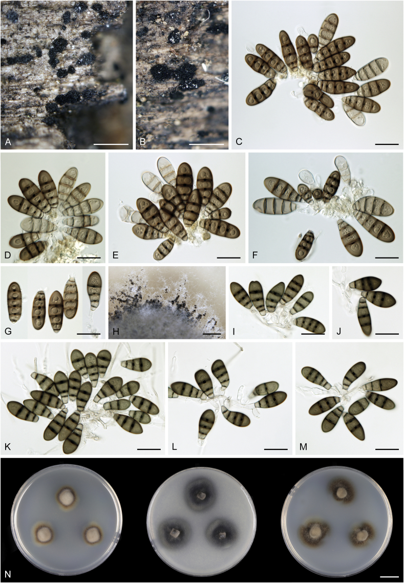 Fig. 9