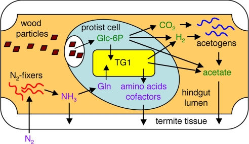 Fig. 5.