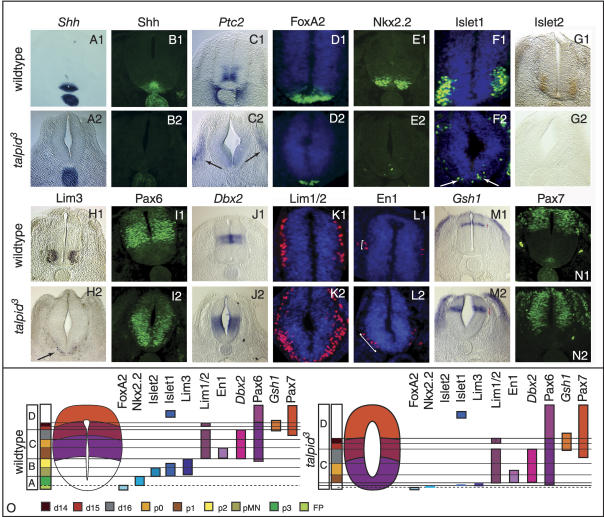 graphic file with name 1365fig2.jpg