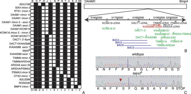 graphic file with name 1365fig5.jpg