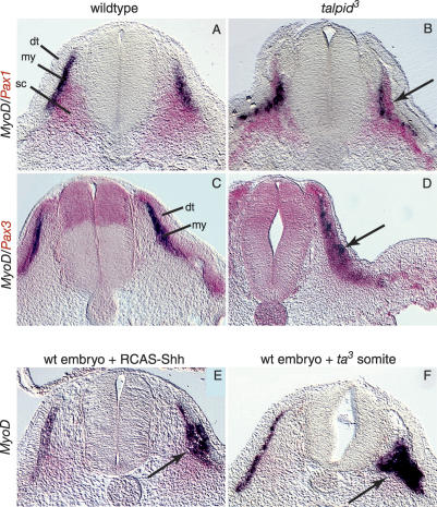 graphic file with name 1365fig3.jpg