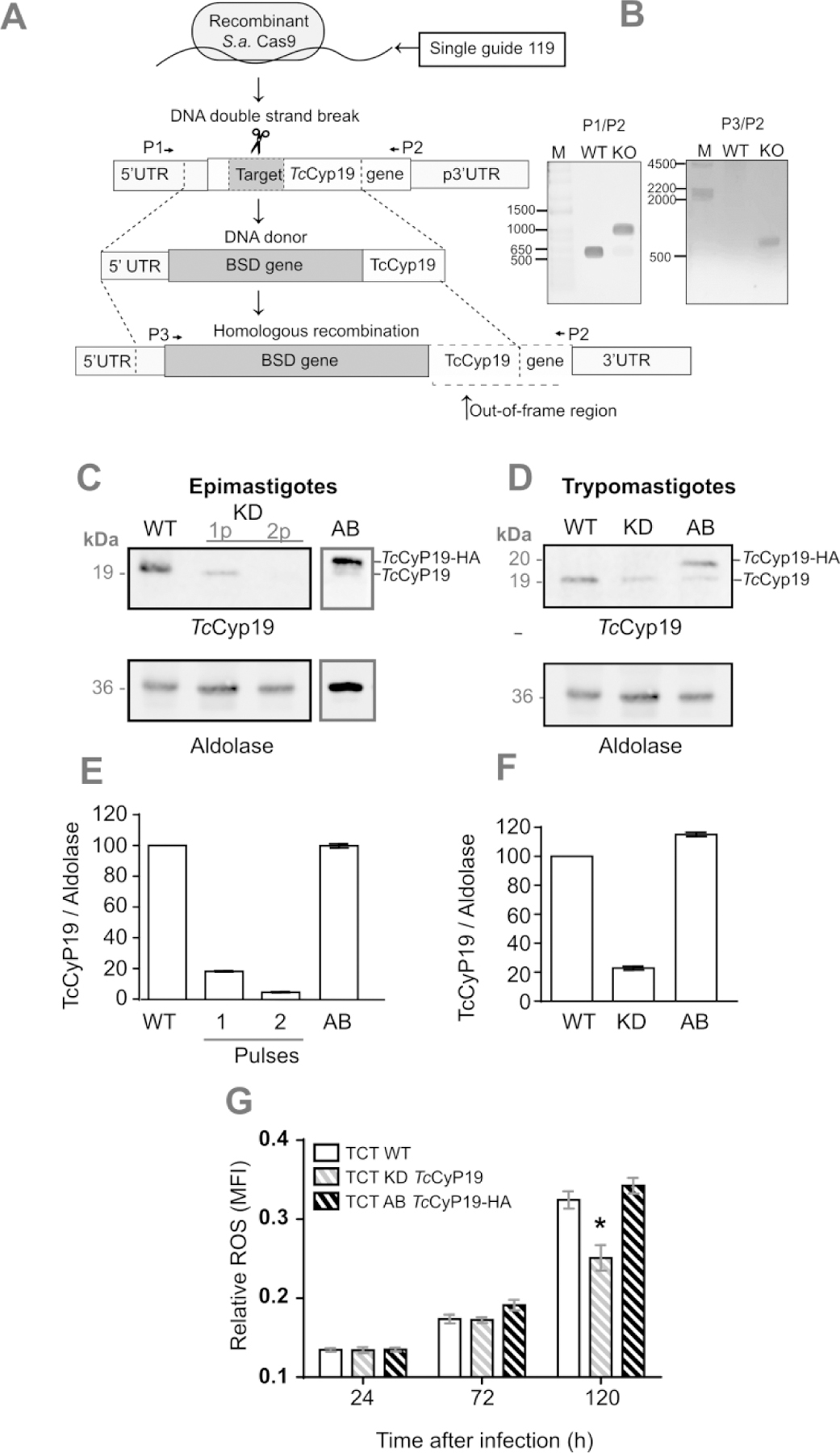 Figure 7.