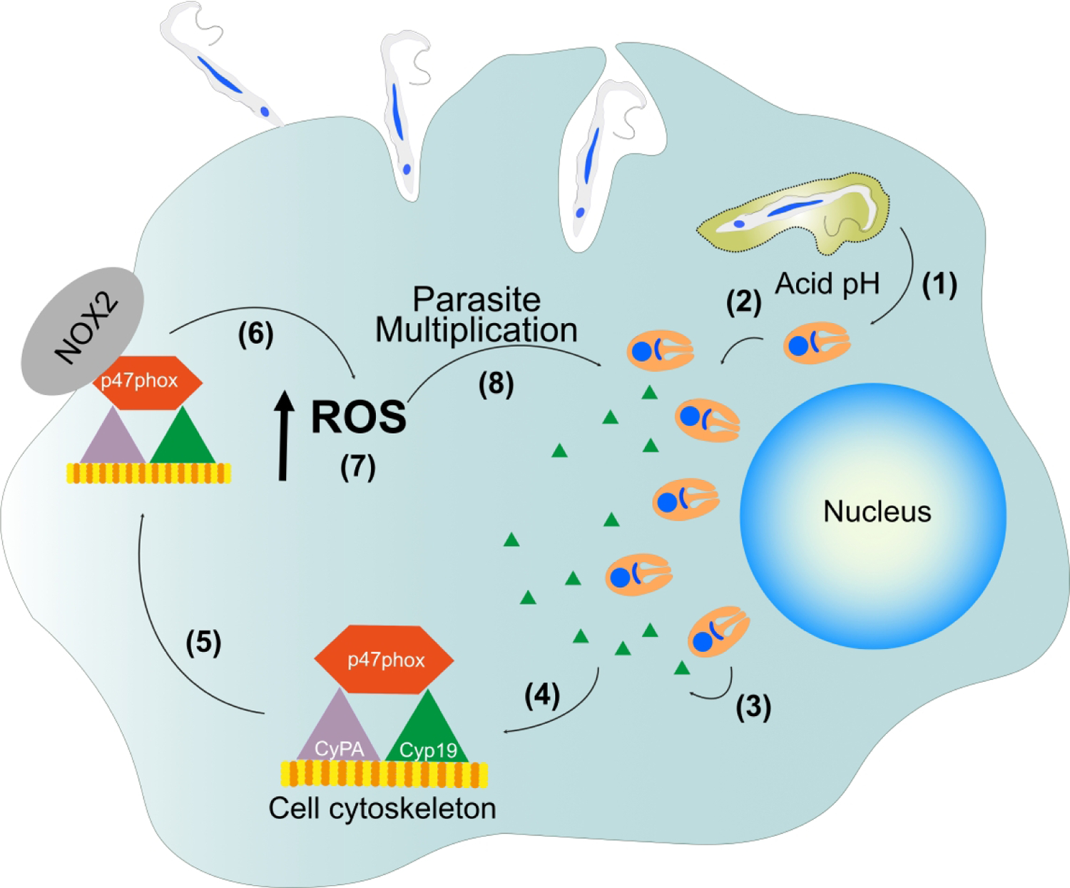 Figure 10 -