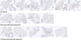 figs2