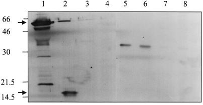 FIG. 5