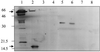 FIG. 5