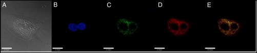 Fig. 4.