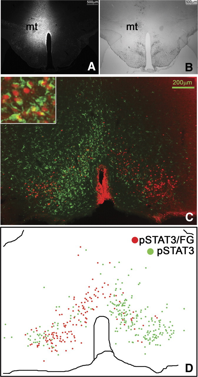 Figure 11.