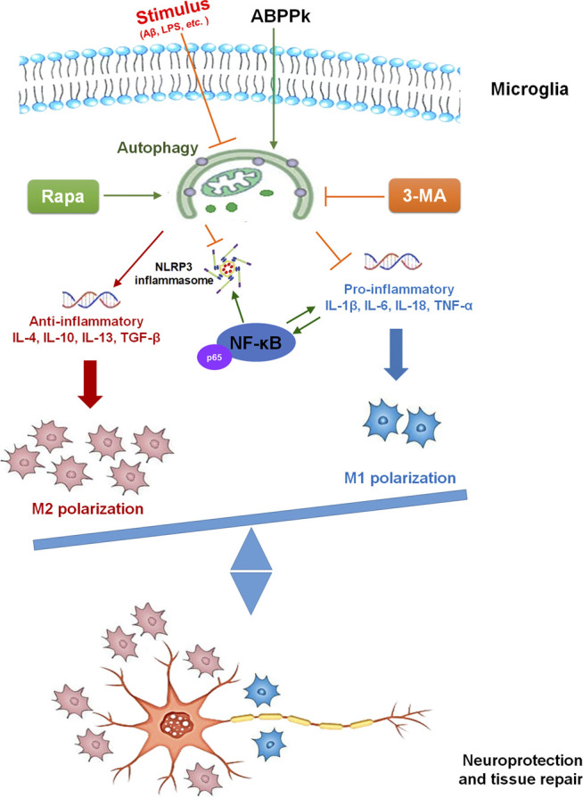 FIGURE 11