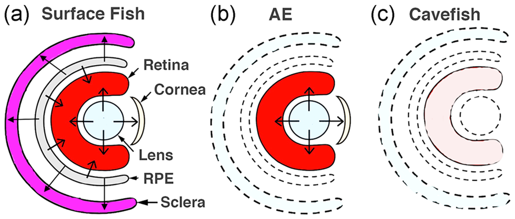 FIGURE 7.