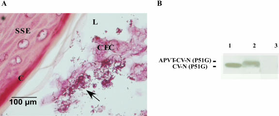 FIG. 6.