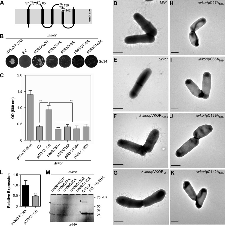 FIG 6