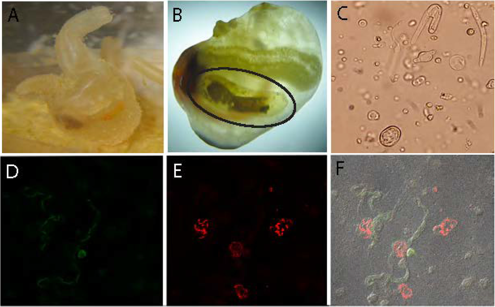 Figure 1: