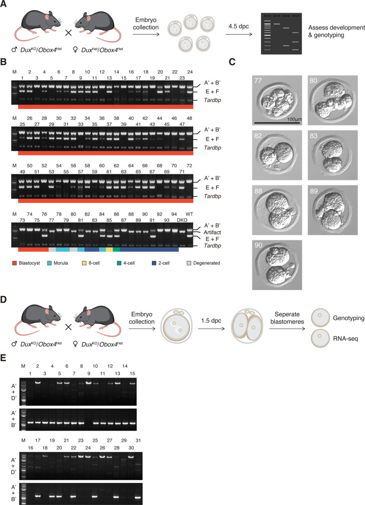 Figure 4—figure supplement 4.