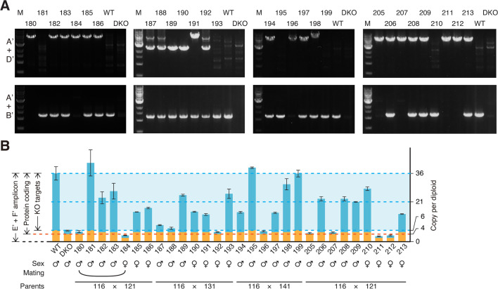 Figure 4—figure supplement 2.