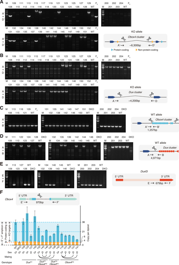 Figure 4—figure supplement 1.