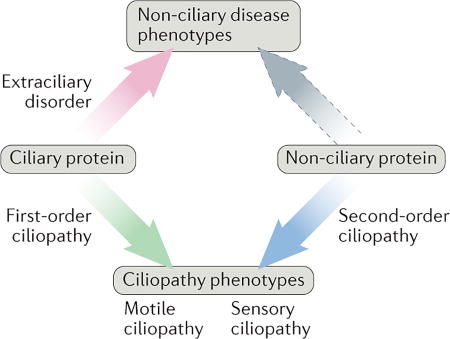 Box 1 | Proposed classification scheme for ciliopathies