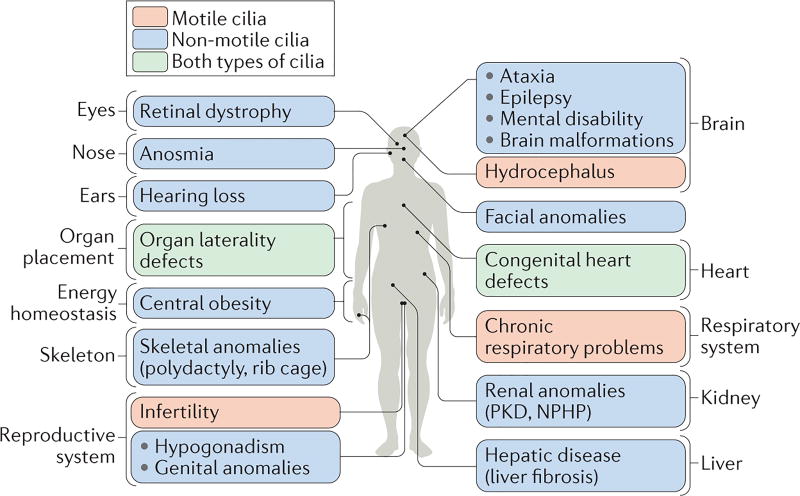 Genes and molecular pathways underpinning ciliopathies - PMC