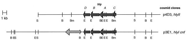 FIG. 1
