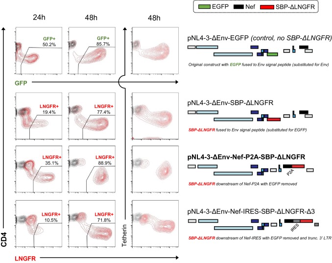 Figure 1—figure supplement 2.